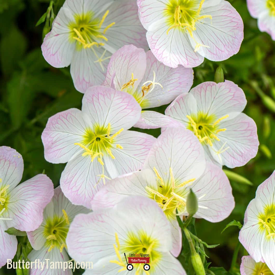 Showy Evening Primrose - Oenothera speciosa (1 Gal.)