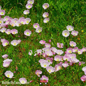 Showy Evening Primrose - Oenothera speciosa (1 Gal.)