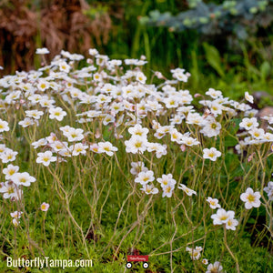 Showy Evening Primrose - Oenothera speciosa (1 Gal.)