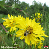 Starry Rosinweed 'Double Ray' (Silphium asteriscus) - 1 Gallon