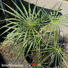 Load image into Gallery viewer, Silver Palm - Coccothrinax argentata (15 Gal)
