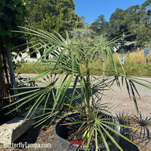 Load image into Gallery viewer, Silver Palm - Coccothrinax argentata (15 Gal)

