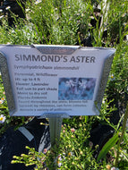 Simmond's Aster (Symphyotrichum simmondsii) - 1 Gallon