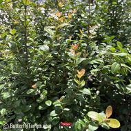 Simpsons Stopper 'Geode' (Myrcianthes fragrans var. geode)