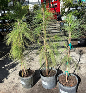 Slash Pine (Pinus ellotti var densa)