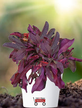 Load image into Gallery viewer, Pink Beardtongue - Penstemon australis
