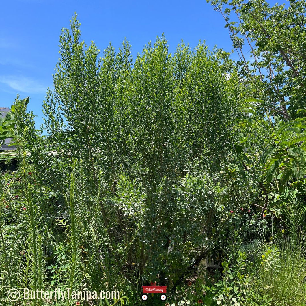 Silverling Salt Bush- Baccharis glomerulifolia
