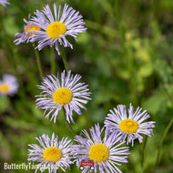 Smooth Blue Aster (Symphyotrichum laeve) - 1 Gallon