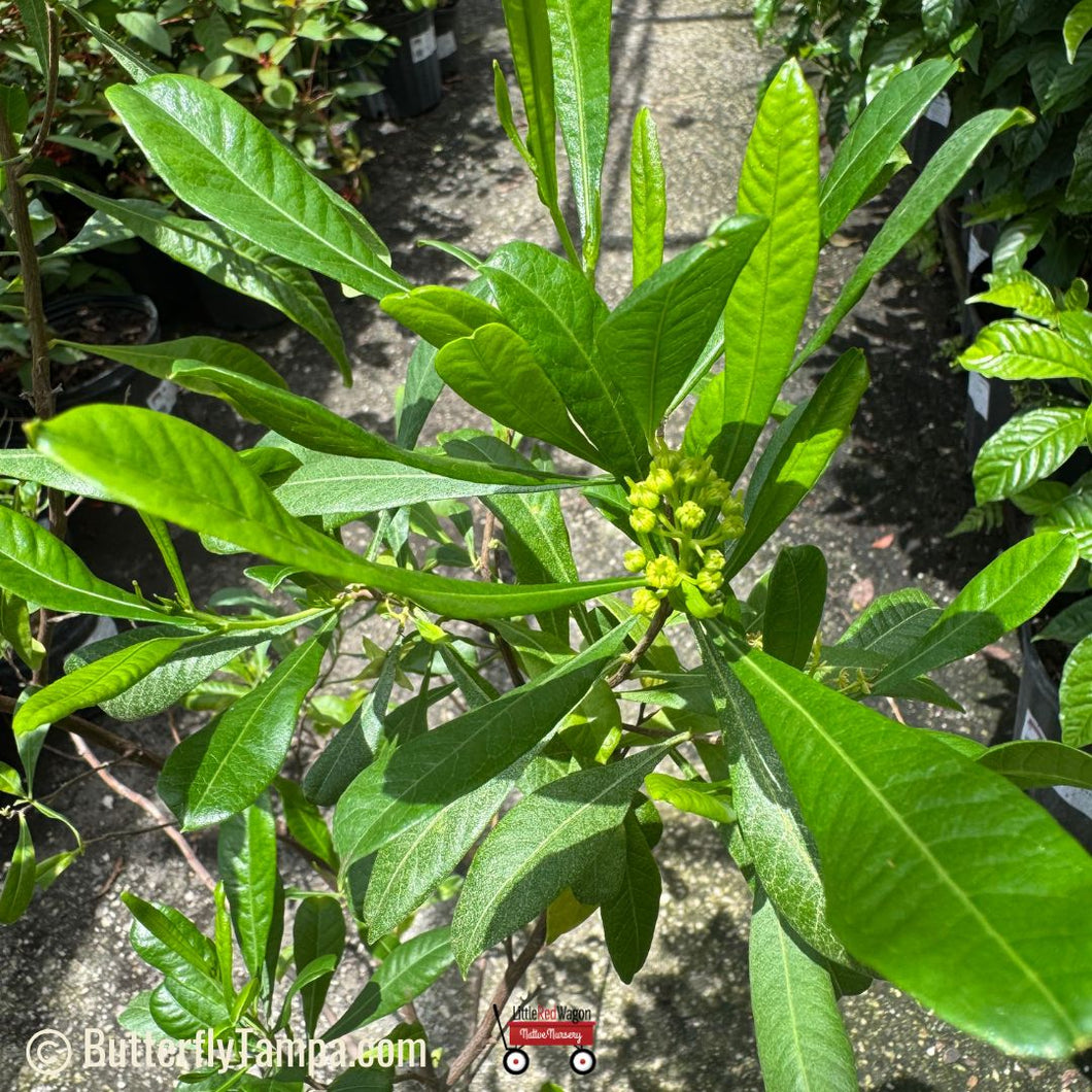 Small Fruited Varnish Leaf- Dodonaea elaeagnoides