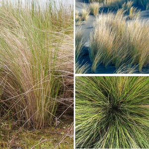 Sand Cordgrass - Spartina bakeri (1 Gallon)