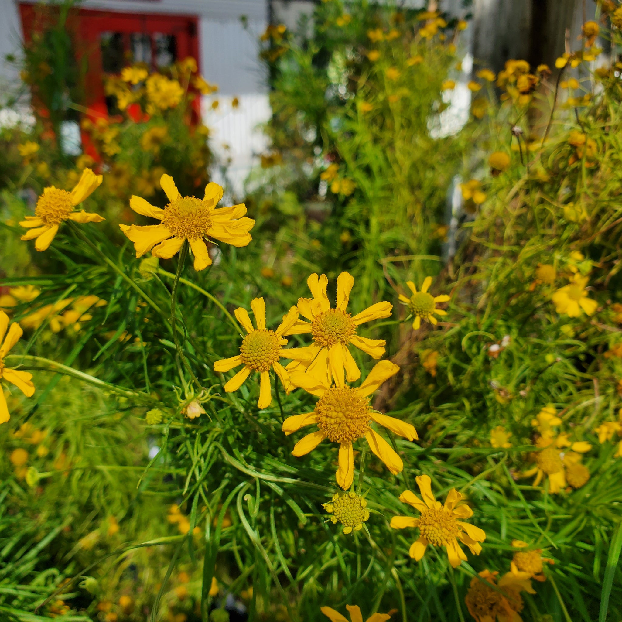 Helenium Spp Spanish daisy (Helenium spp. (amarum)) - 1 Gallon – Little Red Wagon ...