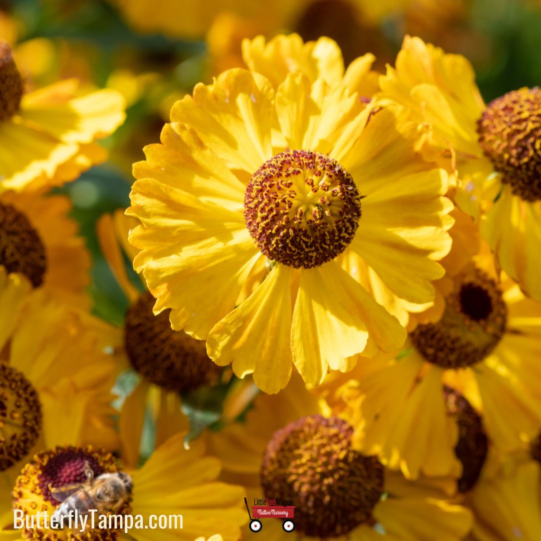 Sneezeweed - Helenium Autumnale (1 & 3 gallon) – Little Red Wagon ...