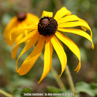 Woolly Coneflower (Rudbeckia mollis) - 1 Gallon