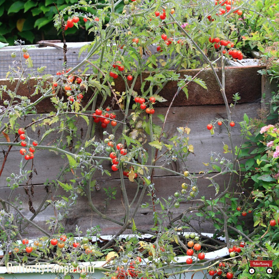 Everglades Tomato - Solanum pimpinellifolium (1 gal.)