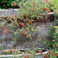 Everglades Tomato (Solanum pimpinellifolium) - 1 Gallon