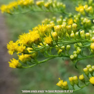 Forest Goldenrod (Solidago arguta) - 1 Gallon