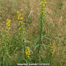 Load image into Gallery viewer, Wreath Goldenrod - Solidago caesia (1 gal.)
