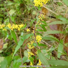 Load image into Gallery viewer, Wreath Goldenrod - Solidago caesia (1 gal.)
