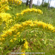 Leavenworth's Goldenrod (Solidago leavenworthii) - 1 Gallon