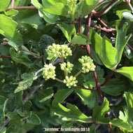Sorrelvine (Cissus trifoliata) - 1 Gallon