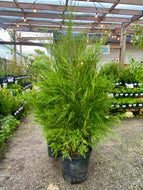 Southern Redcedar (Juniperus virginiana)