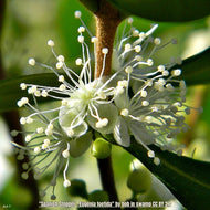 Spanish Stopper (Eugenia foetida)