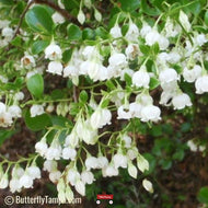 Sparkleberry (Vaccinium arboreum) - 3 Gallon