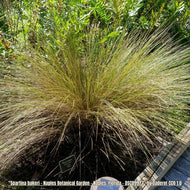Sand Cordgrass (Spartina bakeri)