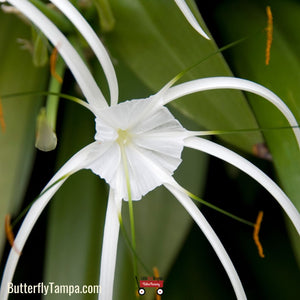 3103 spider lily Spider Lily