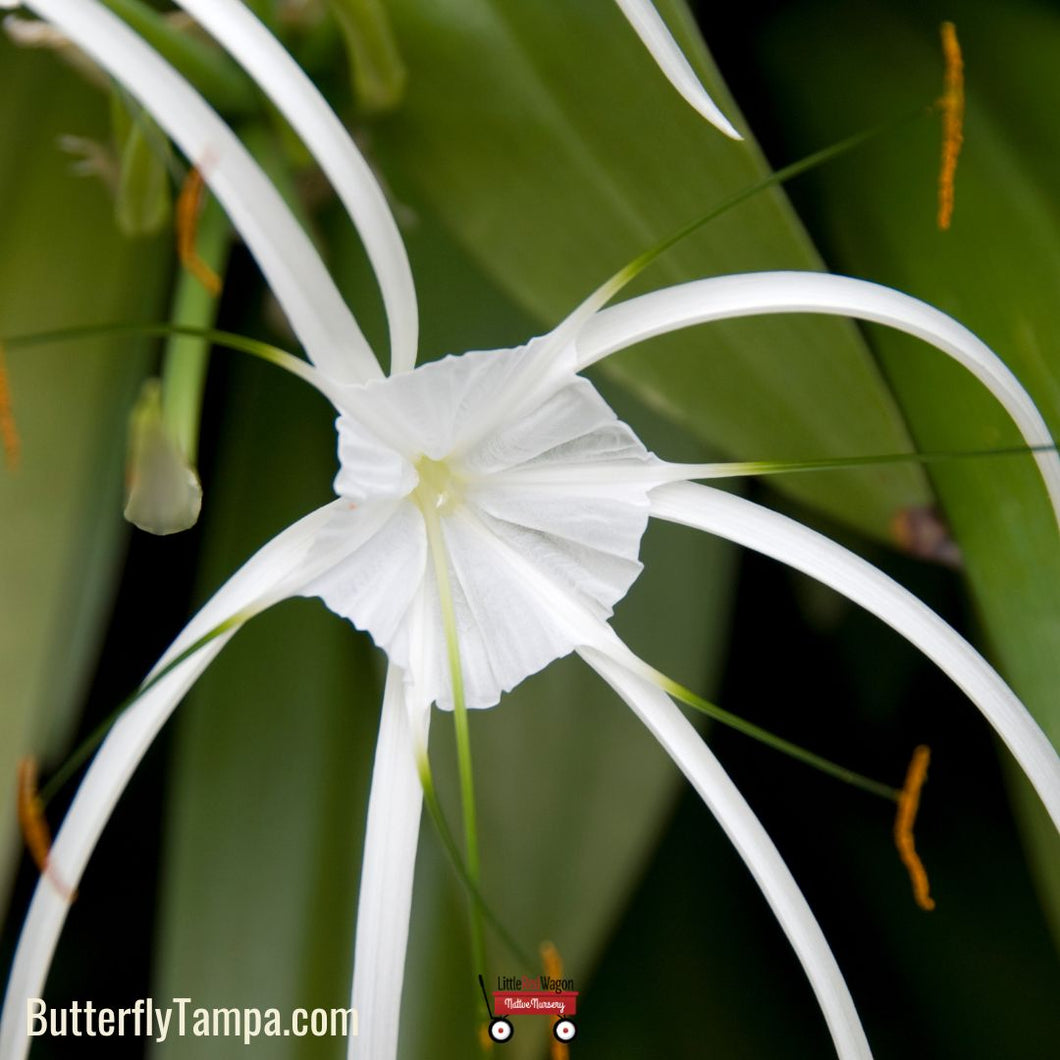 3206 spider lily Spider Lily