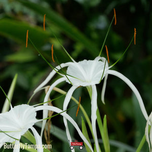 3227 spider lily Spider Lily