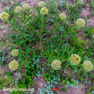 Spider Milkweed (Asclepias viridis) - 1 Gallon