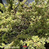 St. Andrew's Cross (Hypericum hypericoides)