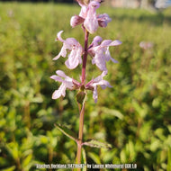 Florida Betony (Stachys floridana) - 1 Gallon