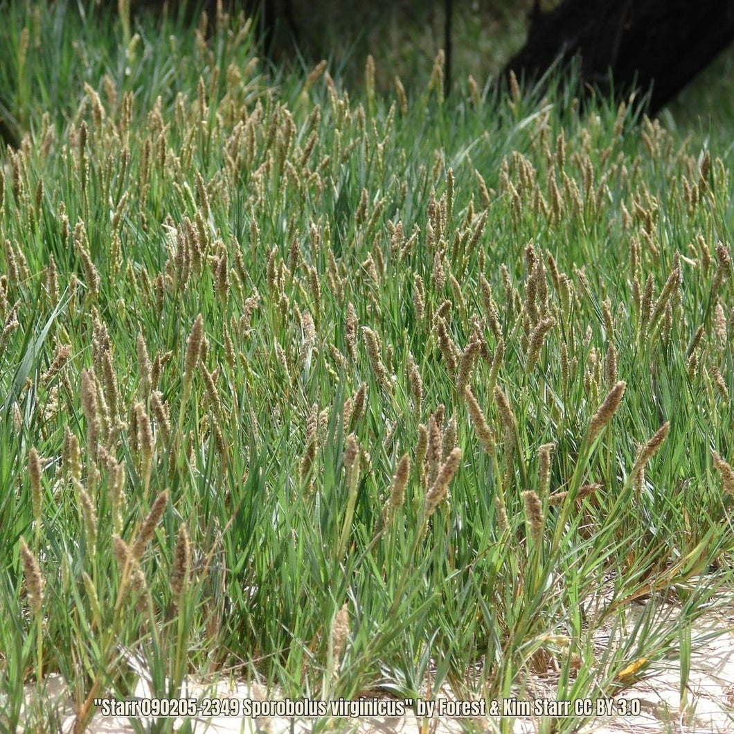 Seashore Dropseed - Sporobolus Virginicus (1 Gal)