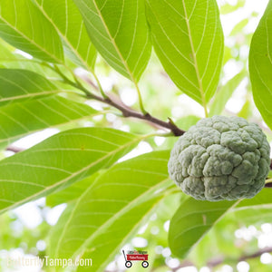 Sugar Apple - Annona squamosa L. (3 Gallon)