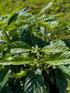 Super Dwarf Shiny Leaf Coffee (Psychotria nervosa var.) - 3 Gallon