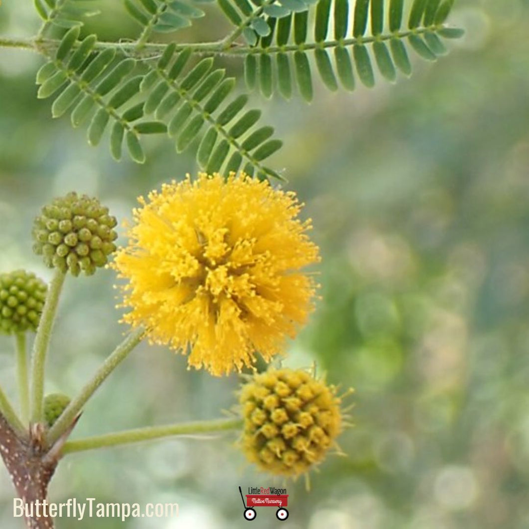 Sweet Acacia - Vachellia farnesiana (7 Gallon)