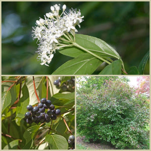 Swamp Dogwood - Cornus foemina (7 Gal.)