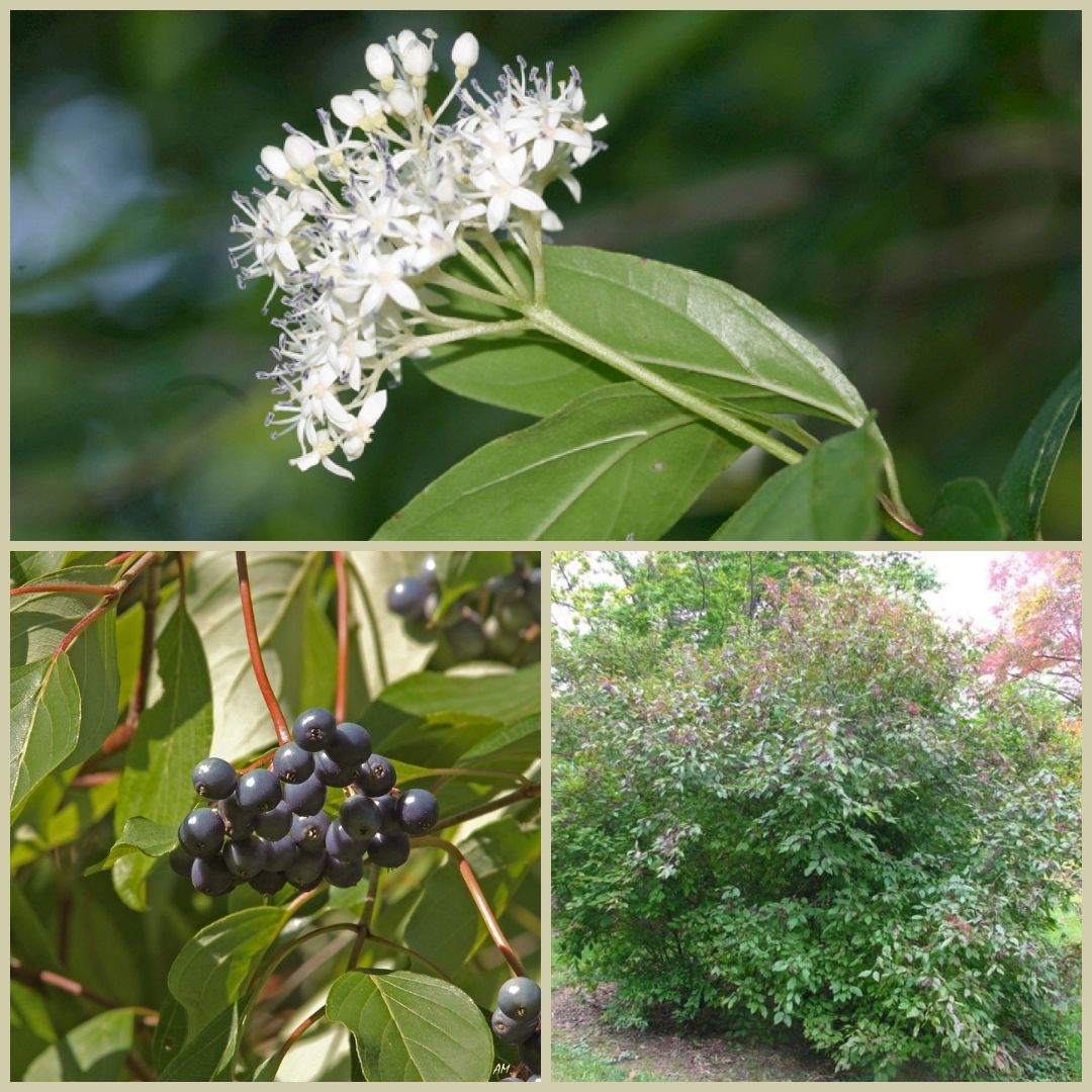 Swamp Dogwood - Cornus foemina (7 Gal.) – Little Red Wagon Native Nursery