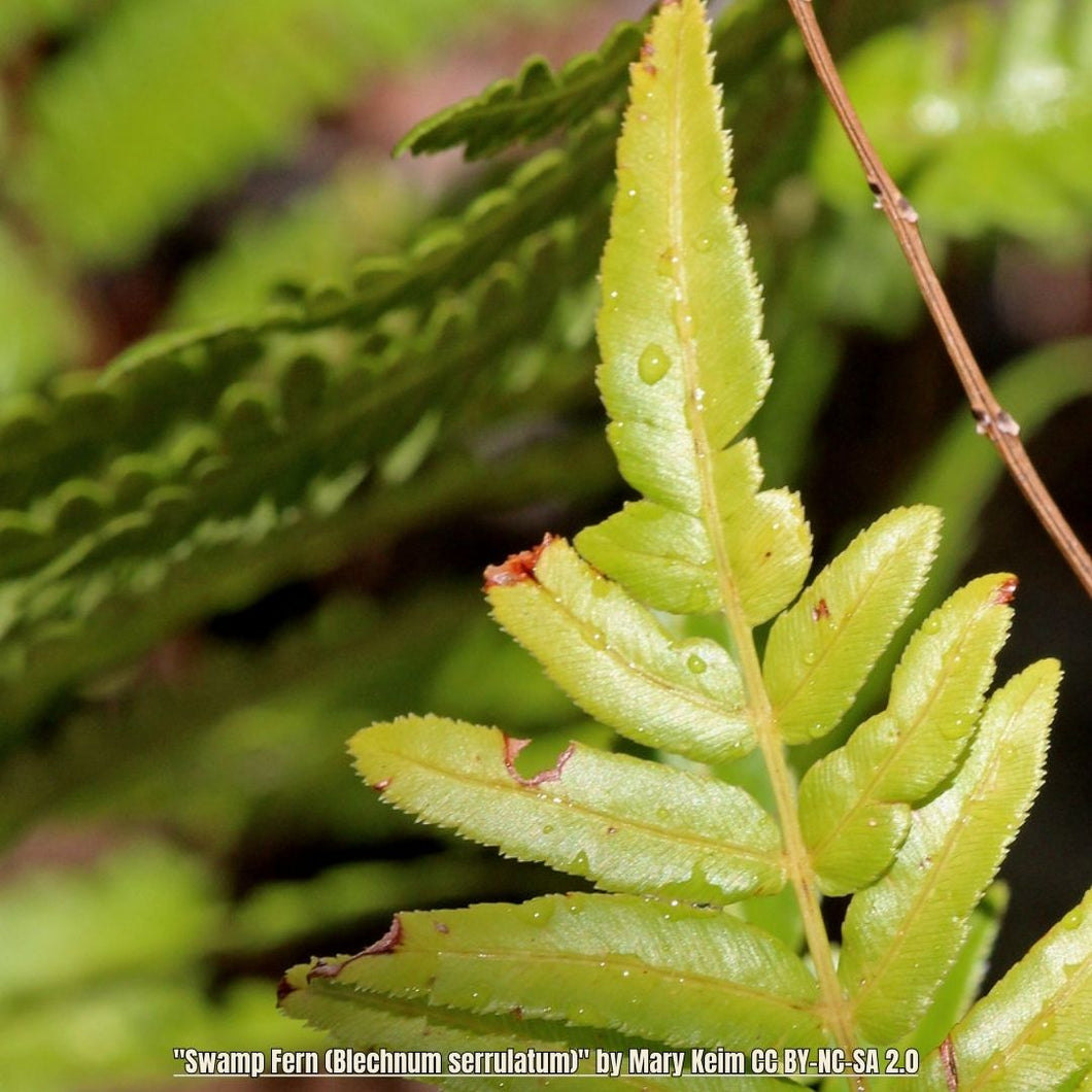 Swamp Fern - Blechnum serrulatum (1 Gal.)