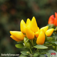 Mini Sweet Yellow Pepper (Capsicum annuum) - 4