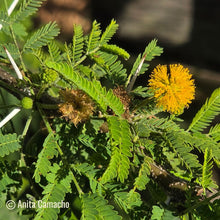 Load image into Gallery viewer, Sweet Acacia - Vachellia farnesiana
