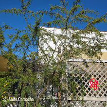 Load image into Gallery viewer, Sweet Acacia - Vachellia farnesiana
