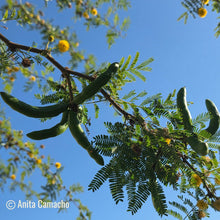 Load image into Gallery viewer, Sweet Acacia - Vachellia farnesiana
