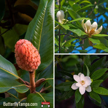 Load image into Gallery viewer, Sweetbay Magnolia - Magnolia virginiana (7 Gallon)
