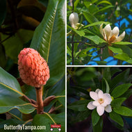 Sweetbay Magnolia (Magnolia virginiana)