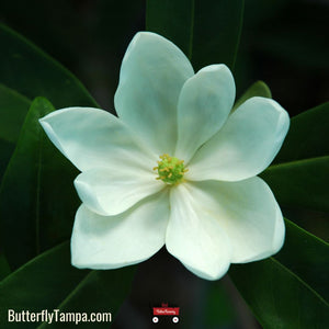 Sweetbay Magnolia - Magnolia virginiana (7 Gallon)