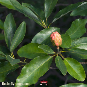 Sweetbay Magnolia - Magnolia virginiana (7 Gallon)