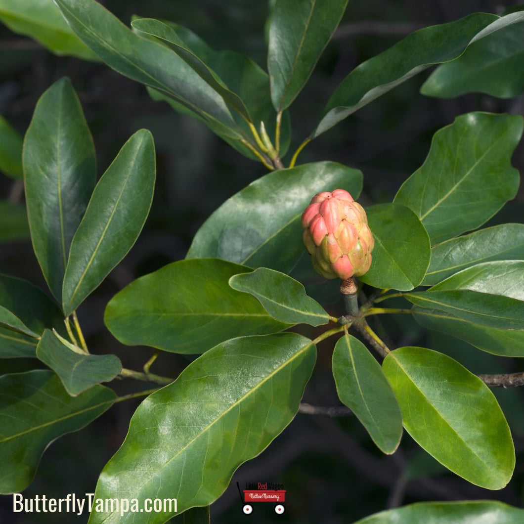 Sweetbay Magnolia - Magnolia virginiana